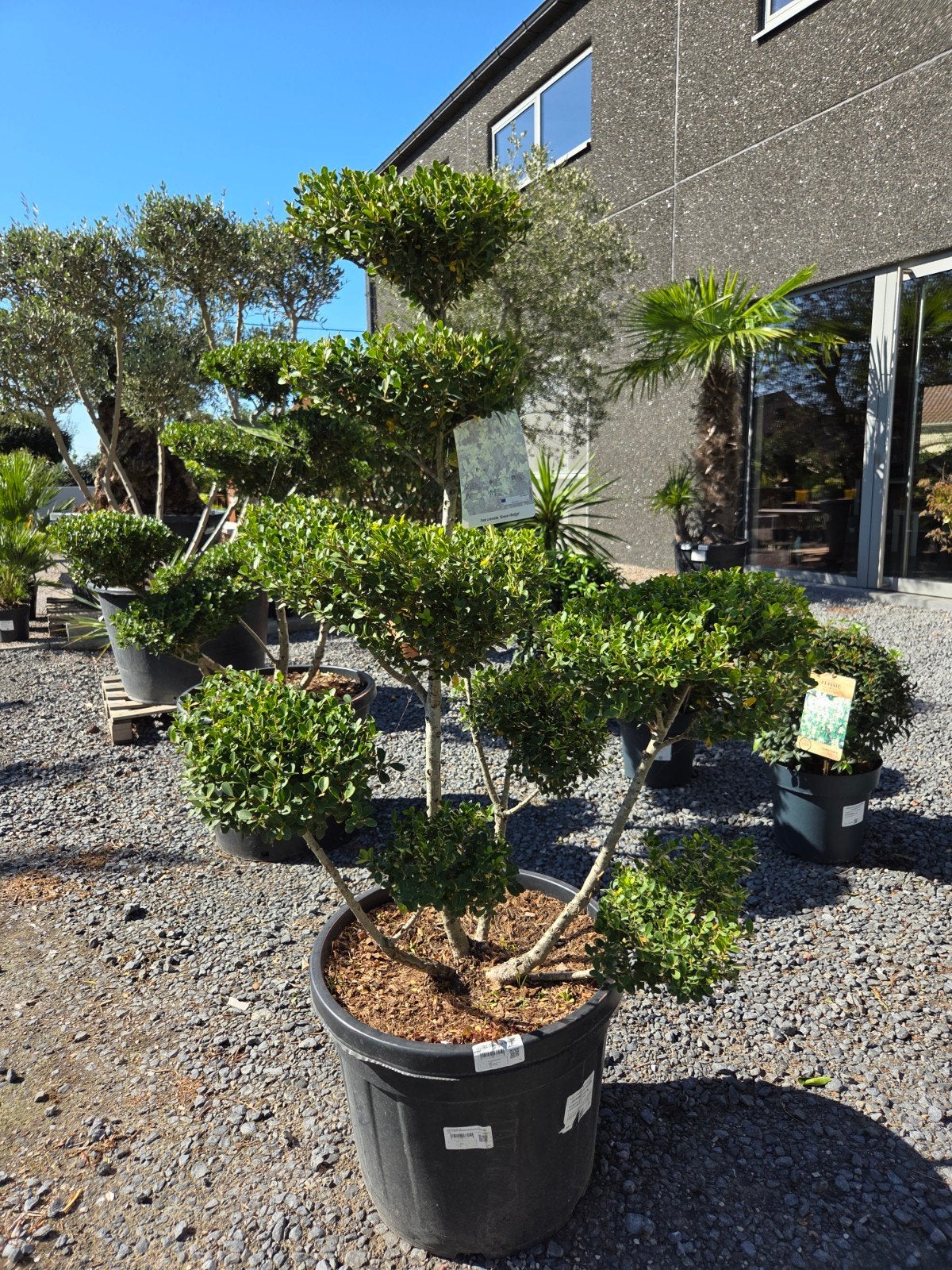 Ilex Green Crenata Bonsai, Tuin en Terras, Ophalen