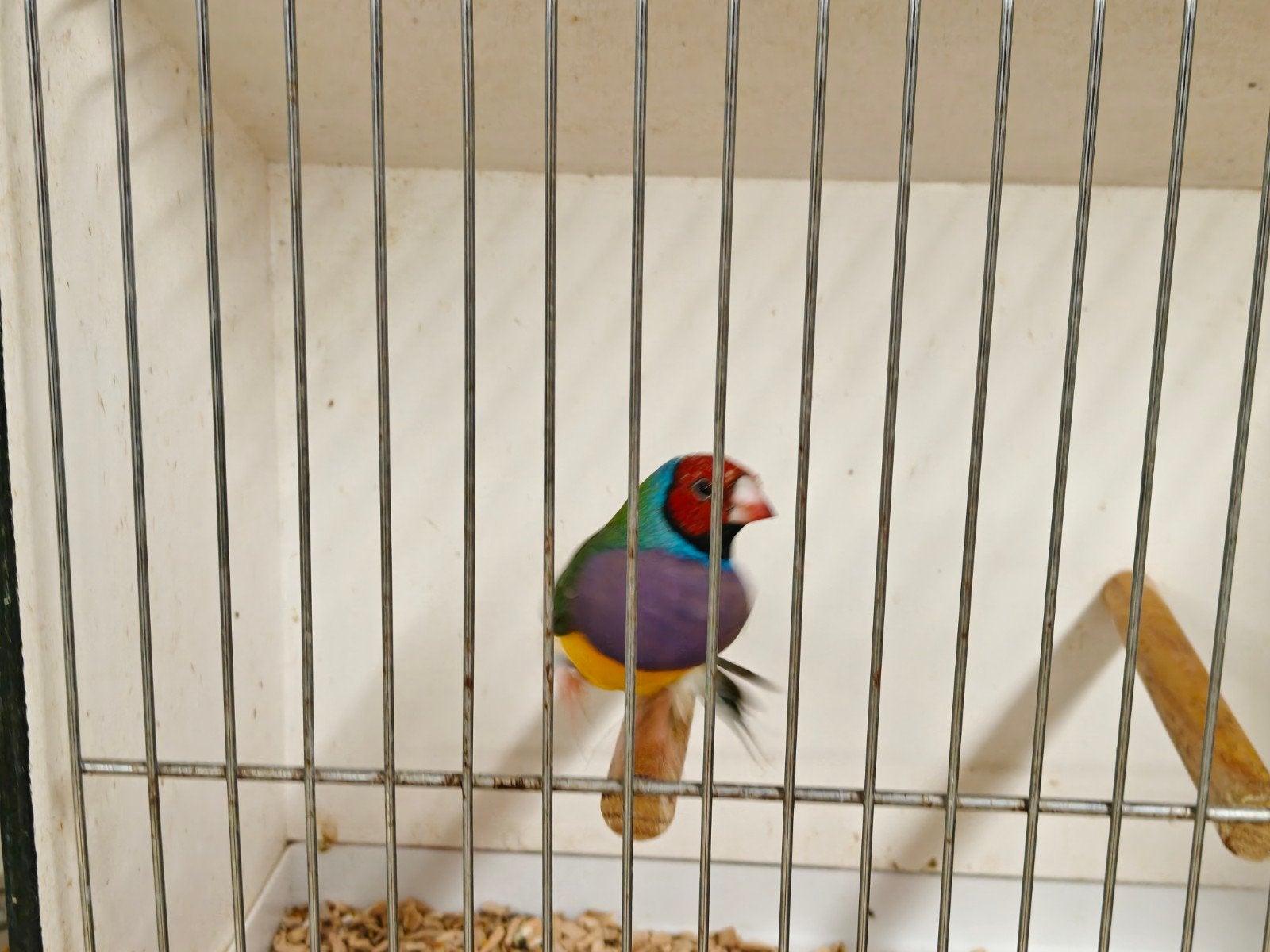 Gouldamadine man 2026, Animaux & Accessoires, Oiseaux | Oiseaux Autre, Mâle, Oiseau tropical, Bagué