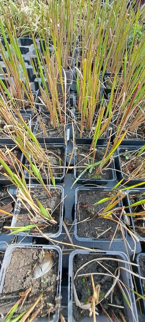 Japans Bloedgras (37 stuks), Jardin & Terrasse, Plantes | Jardin, Enlèvement, Automne, Plante fixe, Graminées ornementales