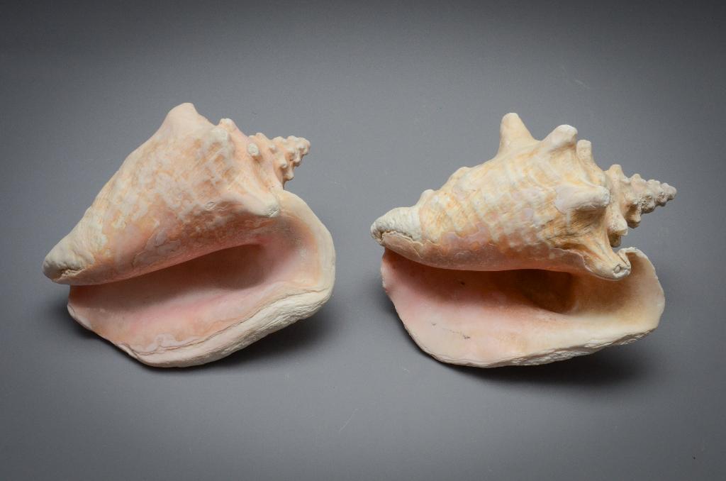 2 roze vleugelhoorn zee schelpen, Ophalen of Verzenden