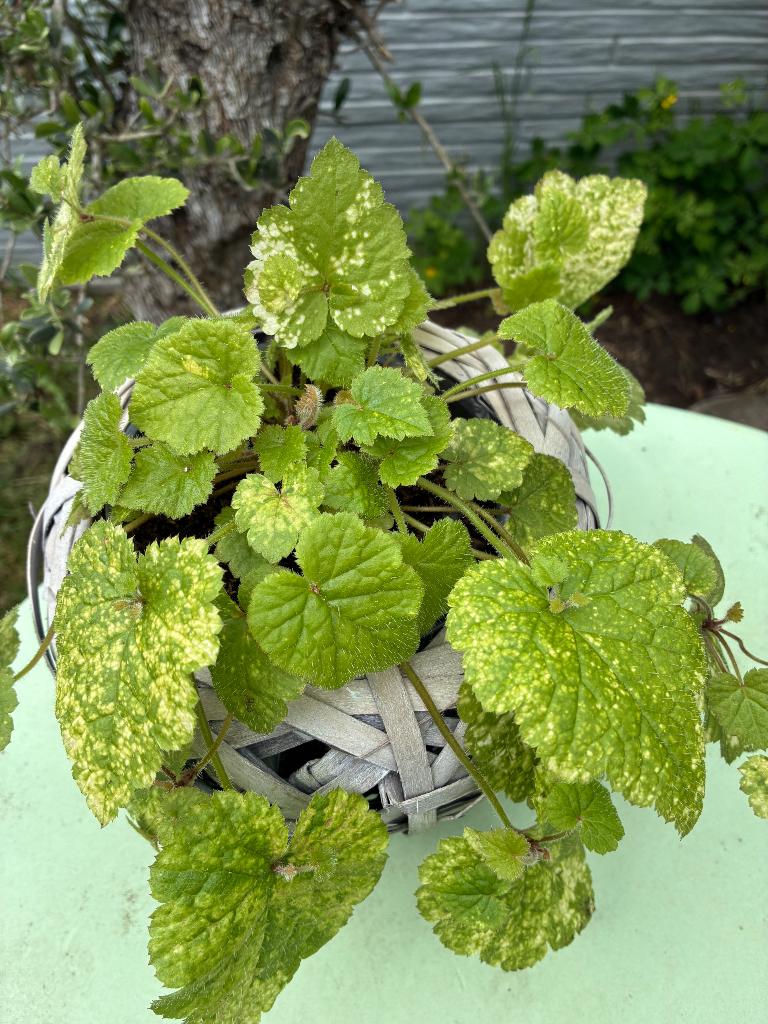 Kindje-op-moeders-schoot plant in rieten cache-pot, Huis en Inrichting, Kamerplanten, Ophalen, Overige soorten, Halfschaduw, In pot