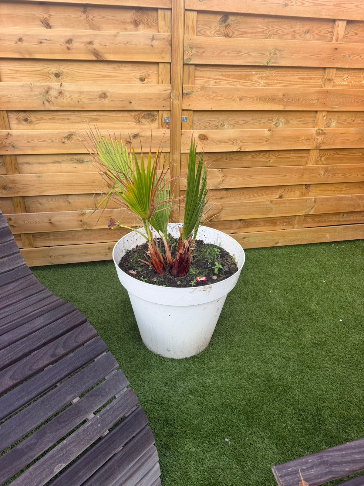 Palmboom zonder pot, Ophalen, Zo goed als nieuw