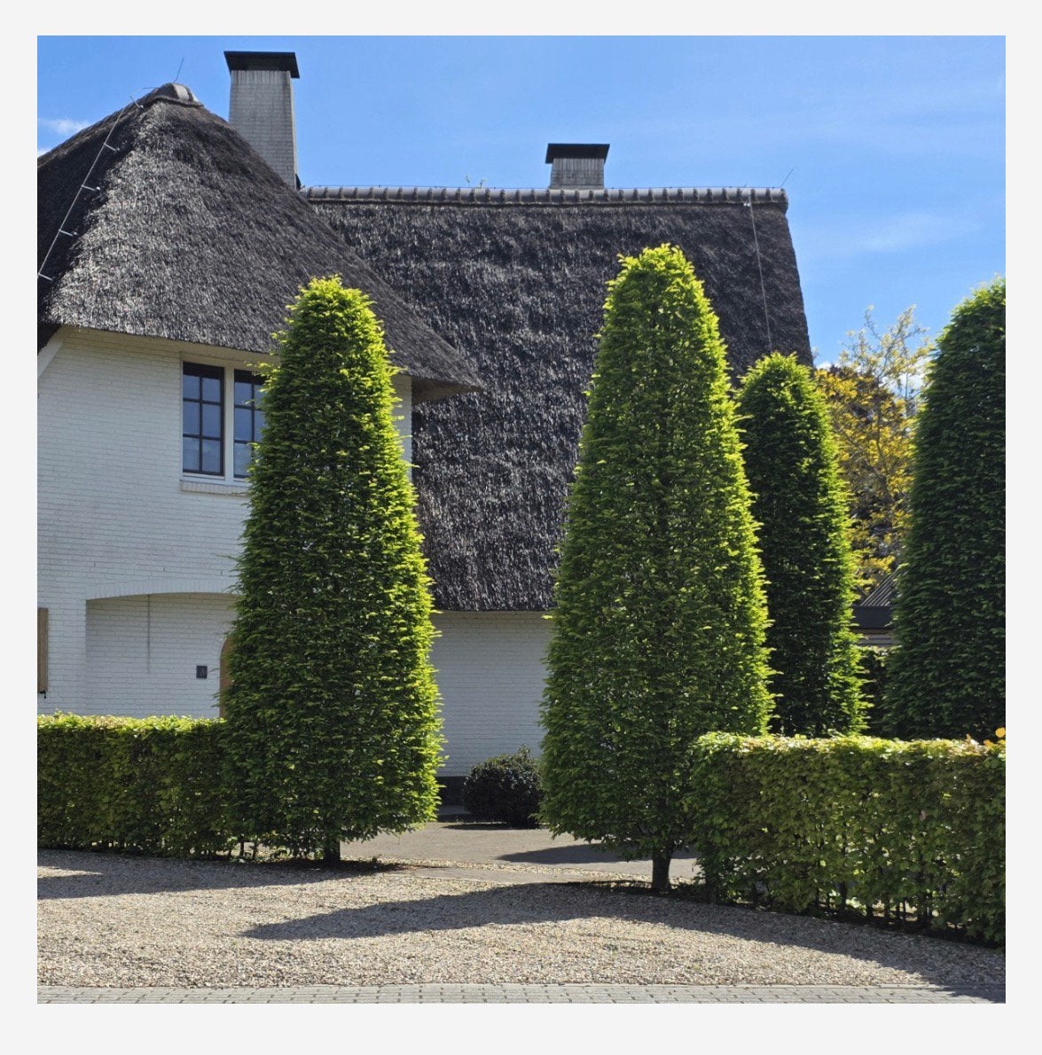 Gratis - 3 solitaire carpinus betulus fastigiata 2,5 à 3 m, Enlèvement, Arbre en colonnes, 250 à 400 cm