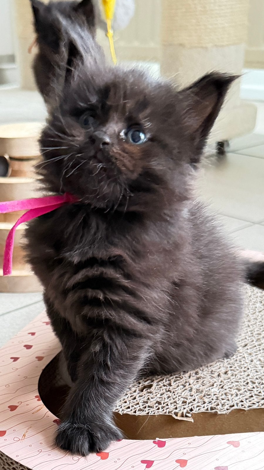 Prachtige Maine Coon kittens ️, Poes, Gechipt, 0 tot 2 jaar