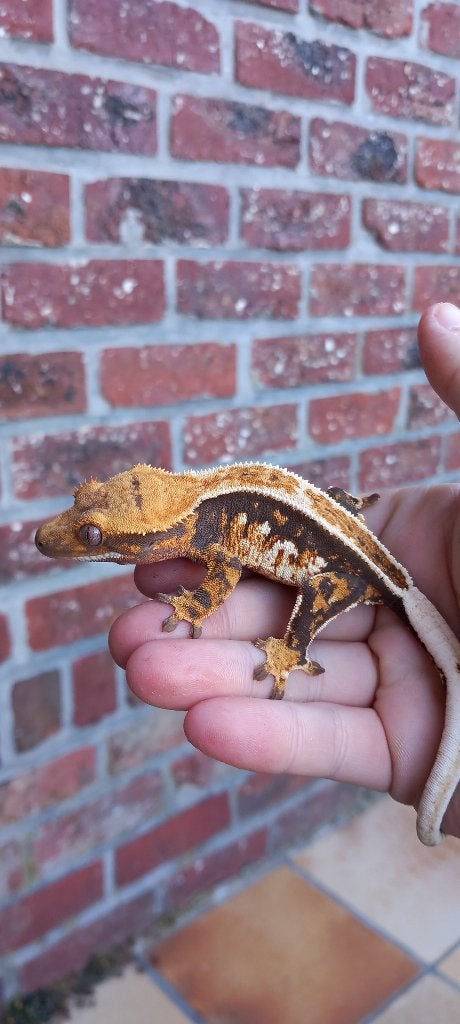 Mooie Tricolor Emptyback wimpergekko vrouw, Lézard, Domestique, 0 à 2 ans