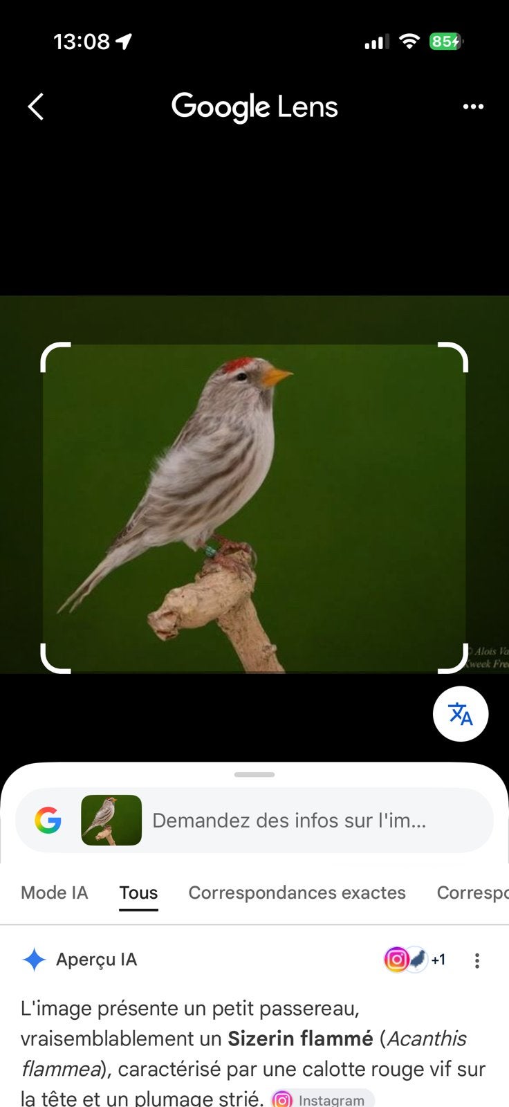 Sizerin agathe, Dieren en Toebehoren, Vogel