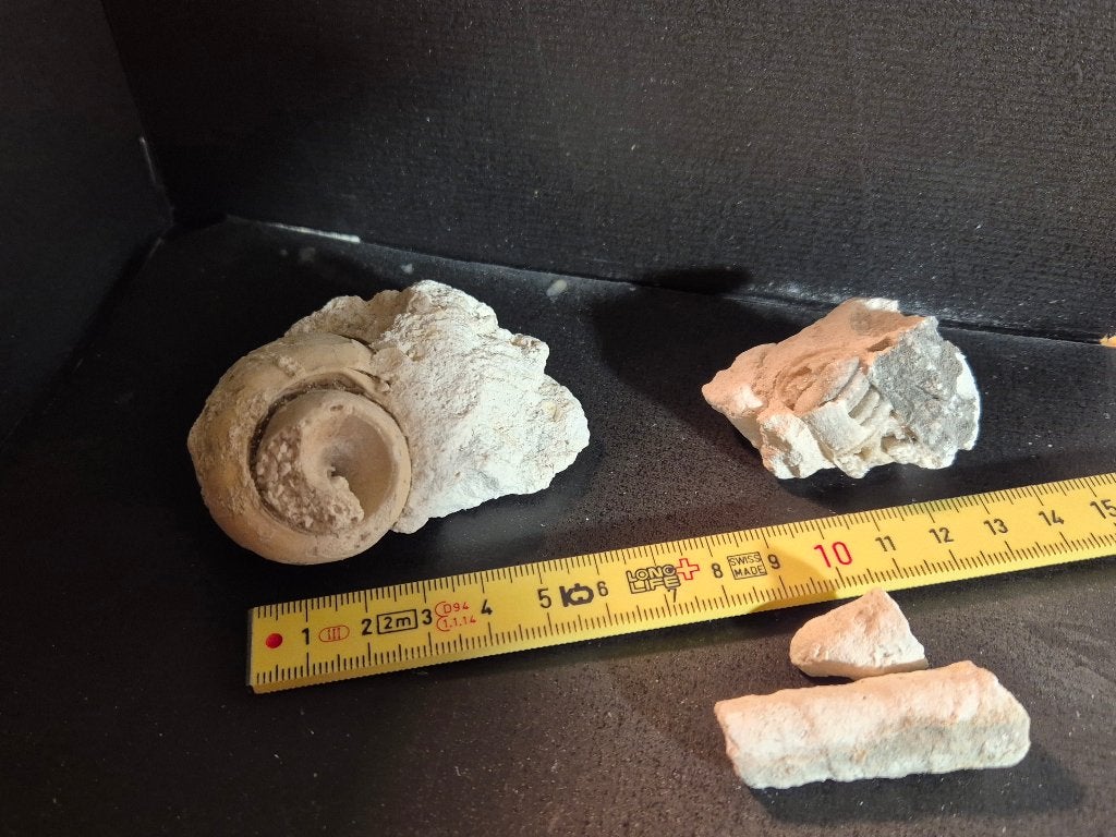 3 magnifiques fossiles de l'Éocène, Collections, Enlèvement ou Envoi, Fossile