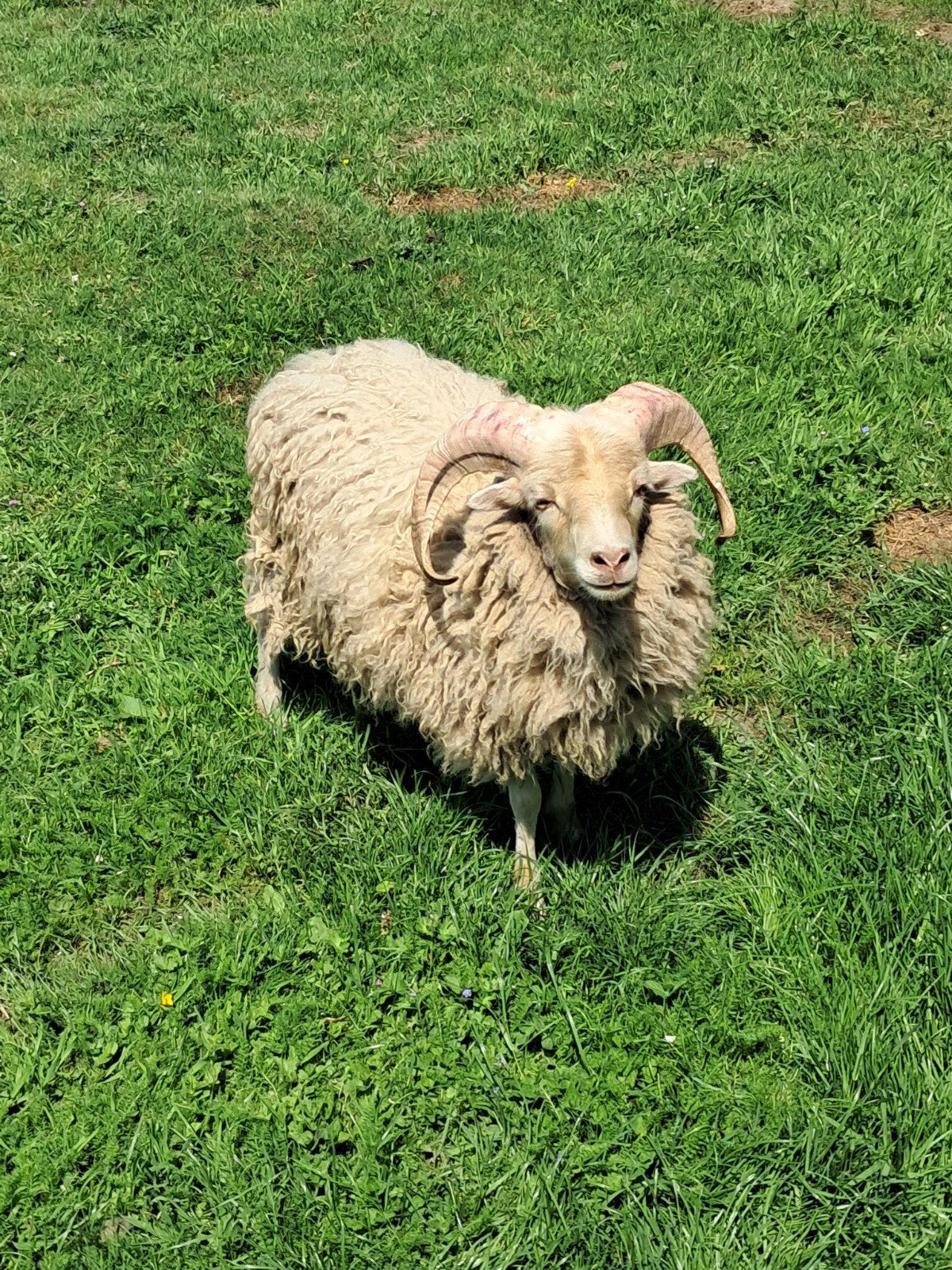 Ouessant bokje van 2025, Animaux & Accessoires, Mâle, Mouton, 0 à 2 ans