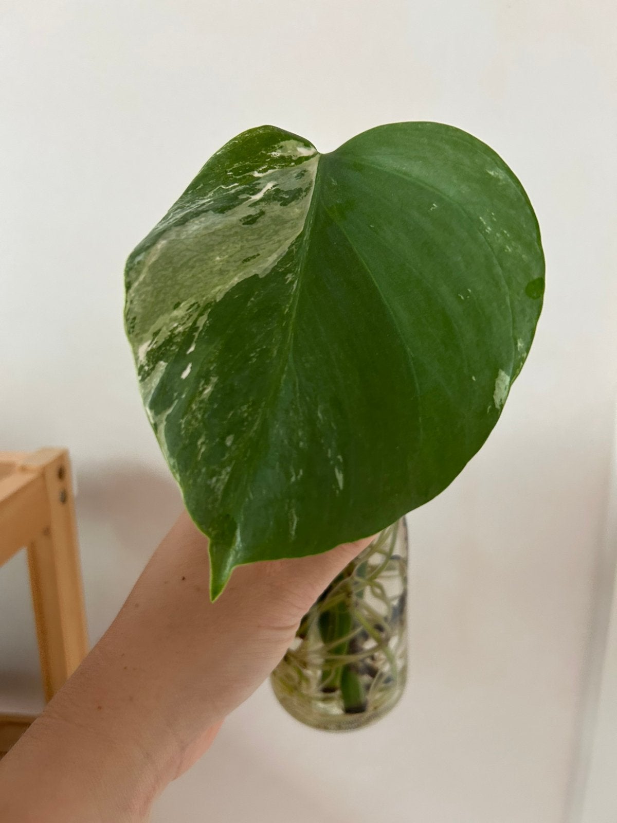 Monstera deliciosa Variegata Albo, Ophalen of Verzenden
