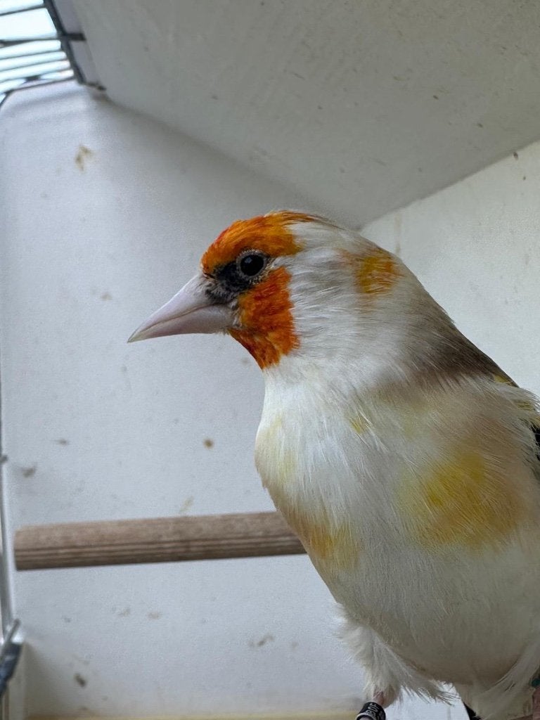 Distelvink, Dieren en Toebehoren, Vogels | Overige Vogels, Mannelijk, Wildzangvogel, Geringd