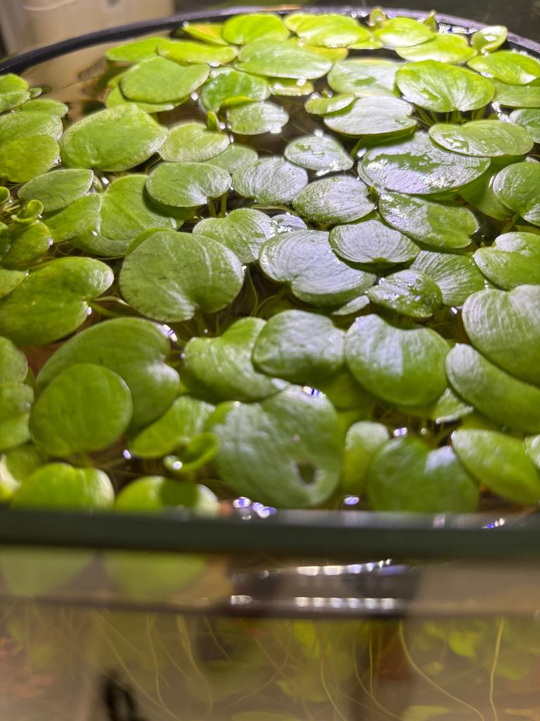 Kikkerbeet plantjes, Dieren en Toebehoren, Ophalen, Zo goed als nieuw, Plant(en), Steen of Hout