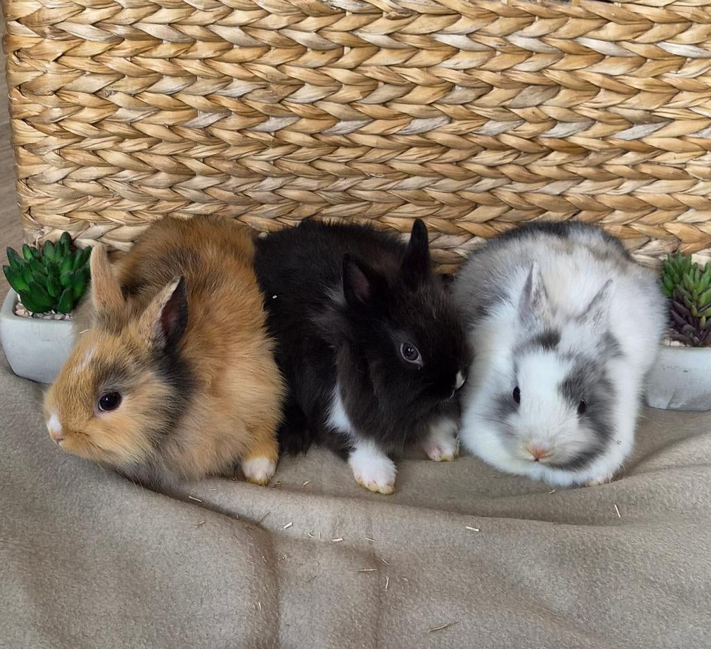 Dwergkonijntjes, Dieren en Toebehoren, Konijnen, Meerdere dieren, Dwerg, 0 tot 2 jaar