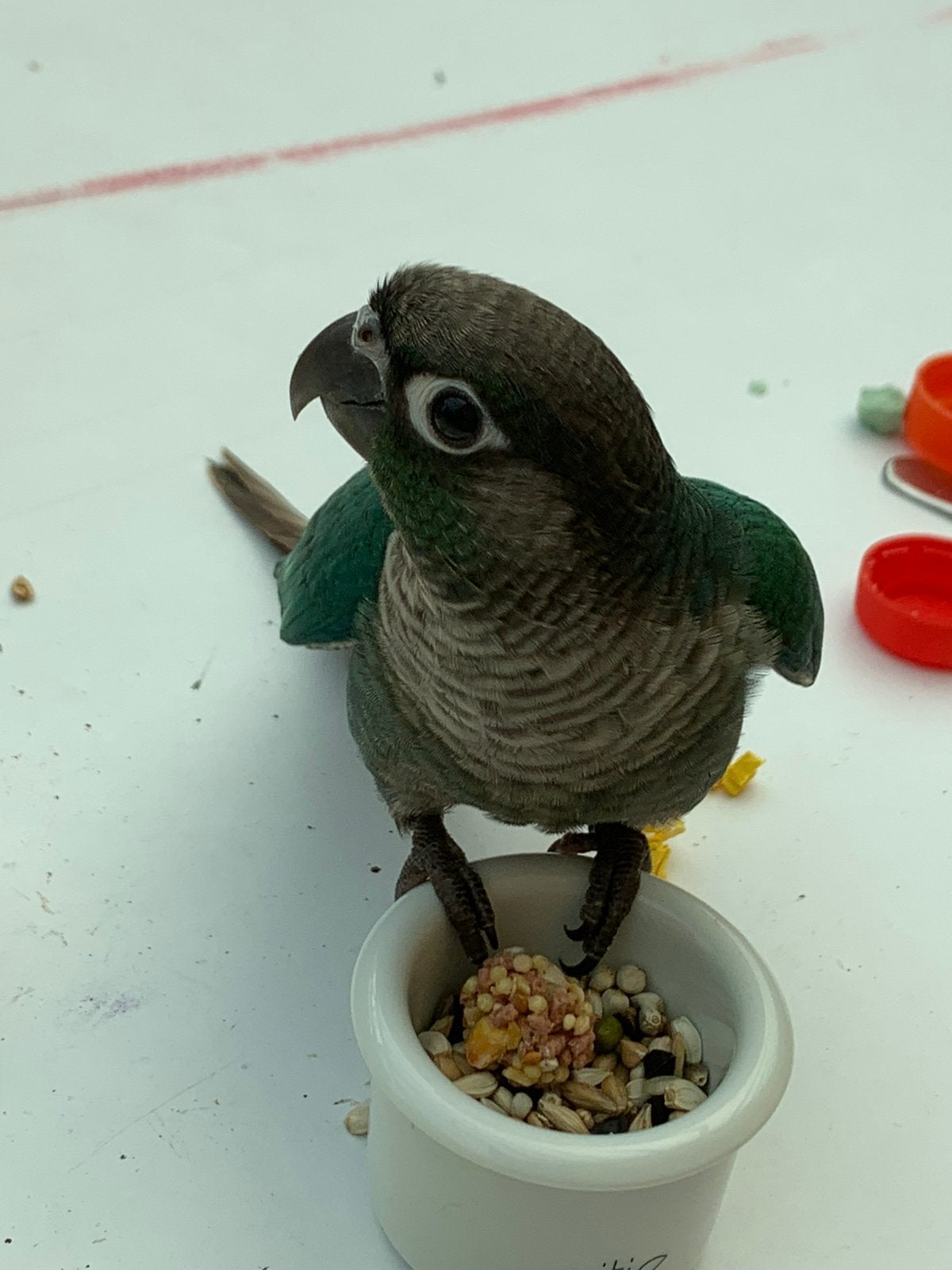 2 pyrrhura‘s mannelijk met certificaat en alle toebehoren, Mâle, Oiseau tropical, Bagué