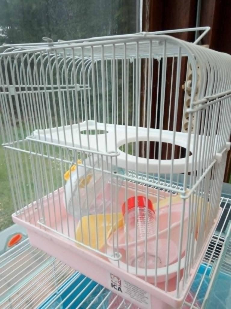 2hamsters kooien nieks aan ze zijn ontsmet en al en moet weg, Dieren en Toebehoren, Knaagdieren en Konijnen | Toebehoren, Ophalen