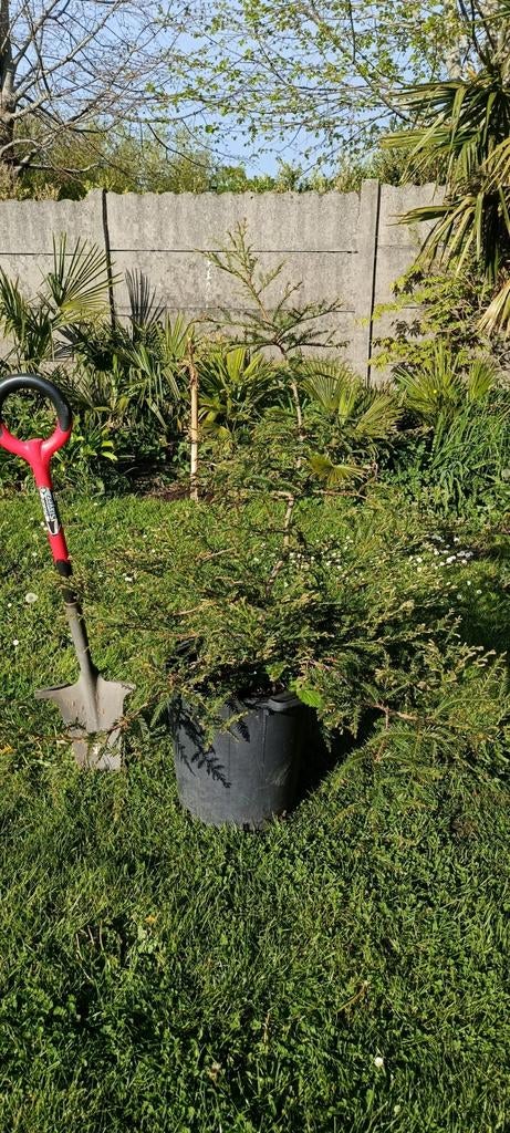Sequoia sempervirens , kustmamoetboom :, Tuin en Terras, Ophalen