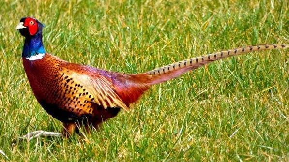 faisans, faisans forestiers, Animaux & Accessoires, Volatiles, Autres espèces