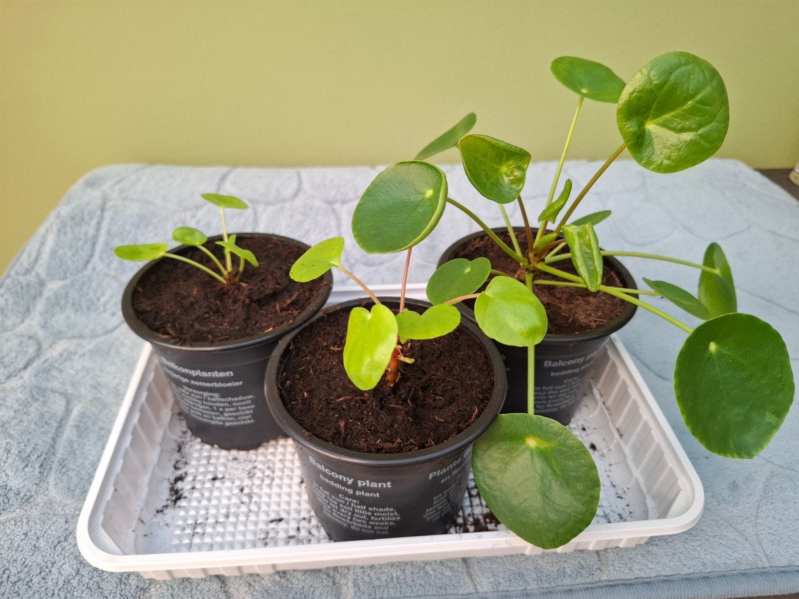 Pannenkoekenplant, Huis en Inrichting, Kamerplanten, Ophalen, Overige soorten, Halfschaduw, Minder dan 100 cm