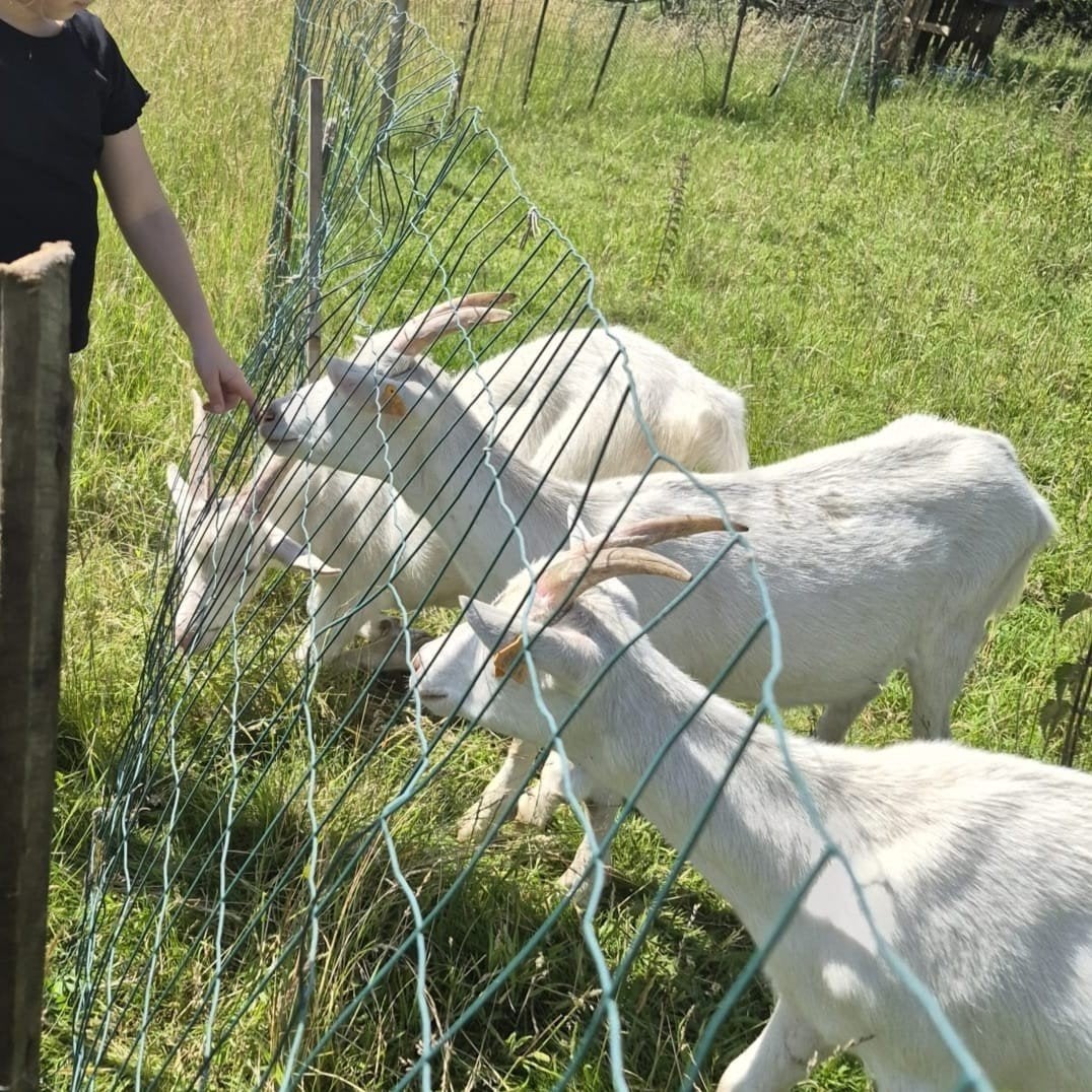 3 Chevreaux a vendre, Tickets & Billets, Loisirs | Jardins zoologiques