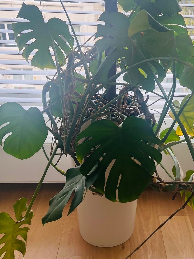 Grand et beau monstera - 2 pièces, Autres espèces, En pot, Moins de 100 cm, Enlèvement