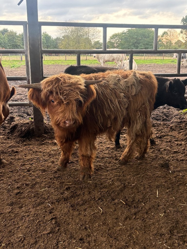 schotse hooglander stier, Dieren en Toebehoren, Mannelijk, 0 tot 2 jaar