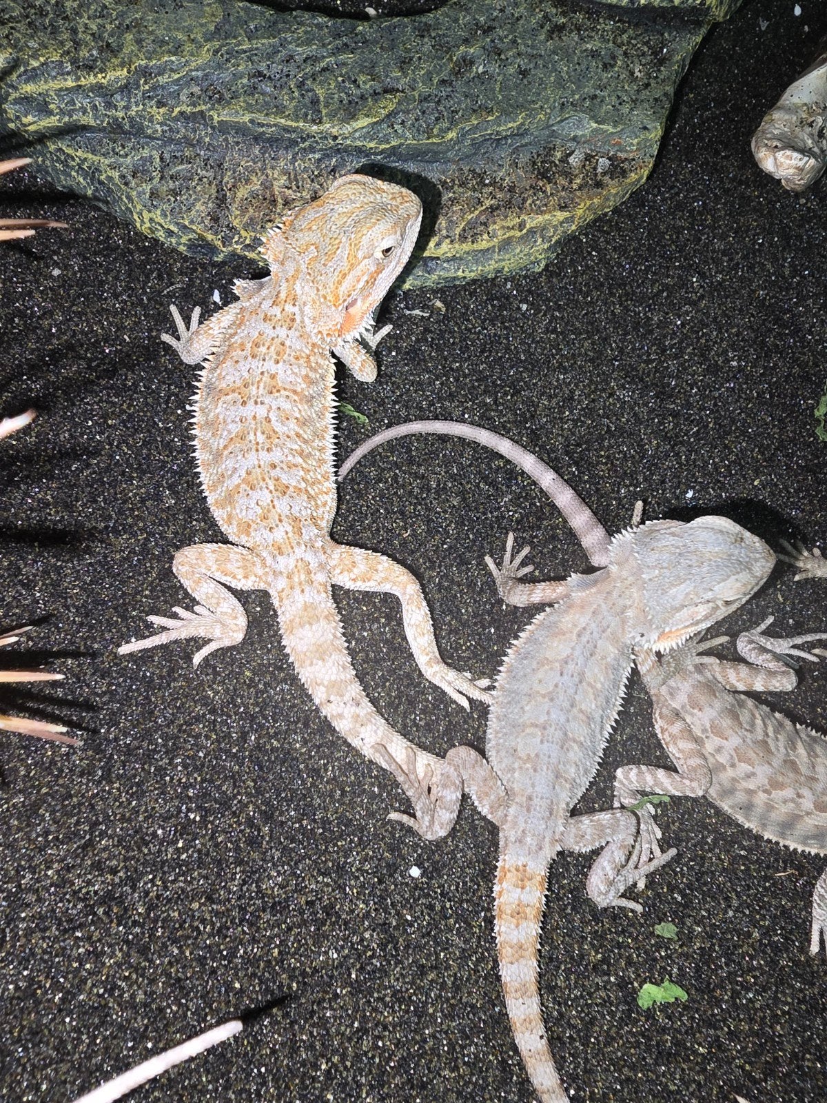 actie! prachtige jonge baardagamen - leatherback prachtige, Dieren en Toebehoren