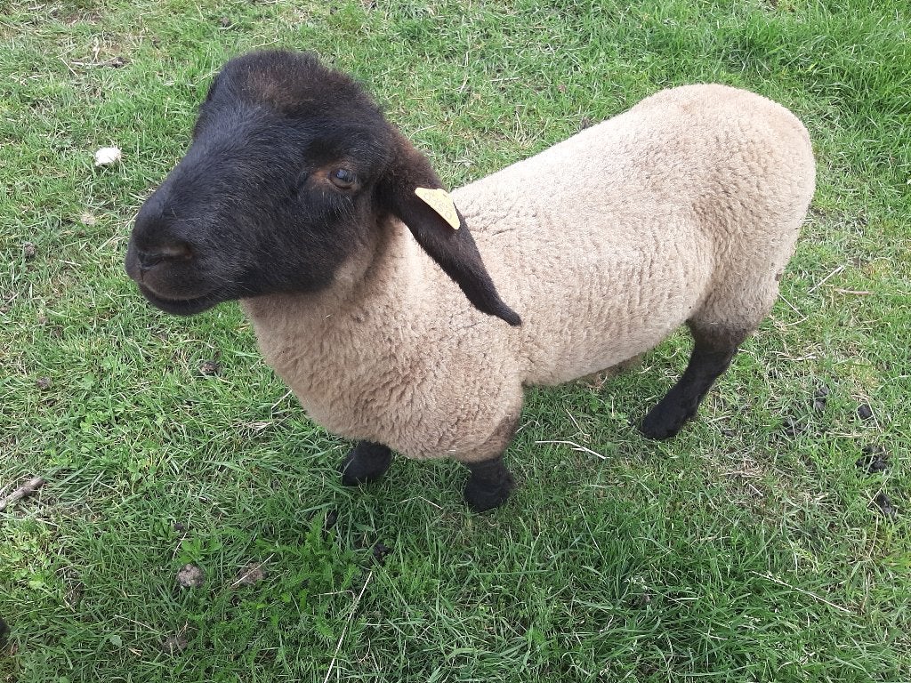 Suffolk ooilam, Dieren en Toebehoren, Vrouwelijk, Schaap, 0 tot 2 jaar