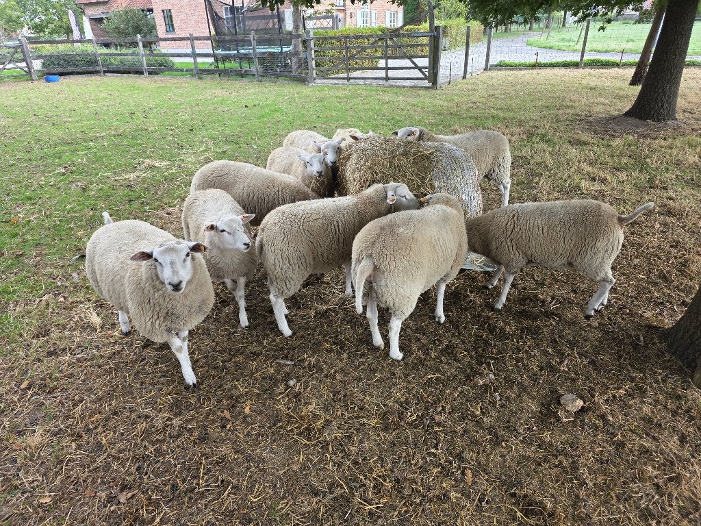 Swifter rammen te koop, Mâle, Mouton, 0 à 2 ans