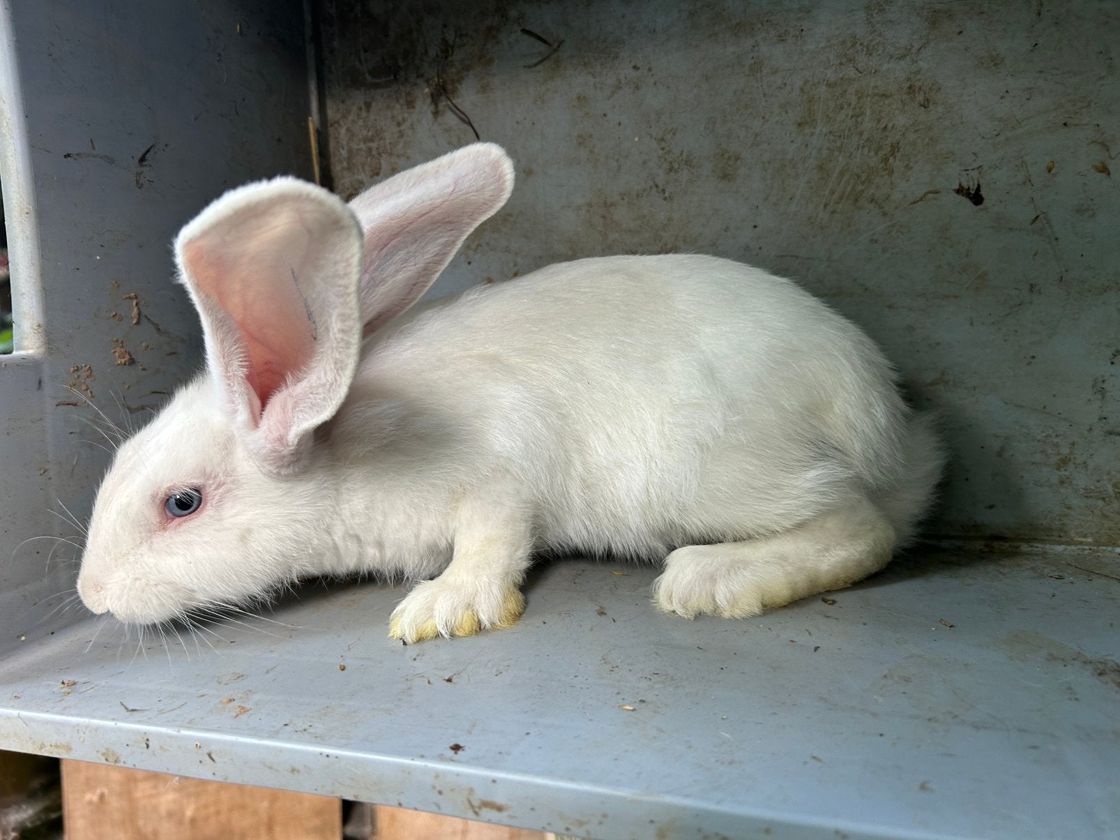 Géant allemand - Bélier - Blanc, Mâle, Grand, 0 à 2 ans