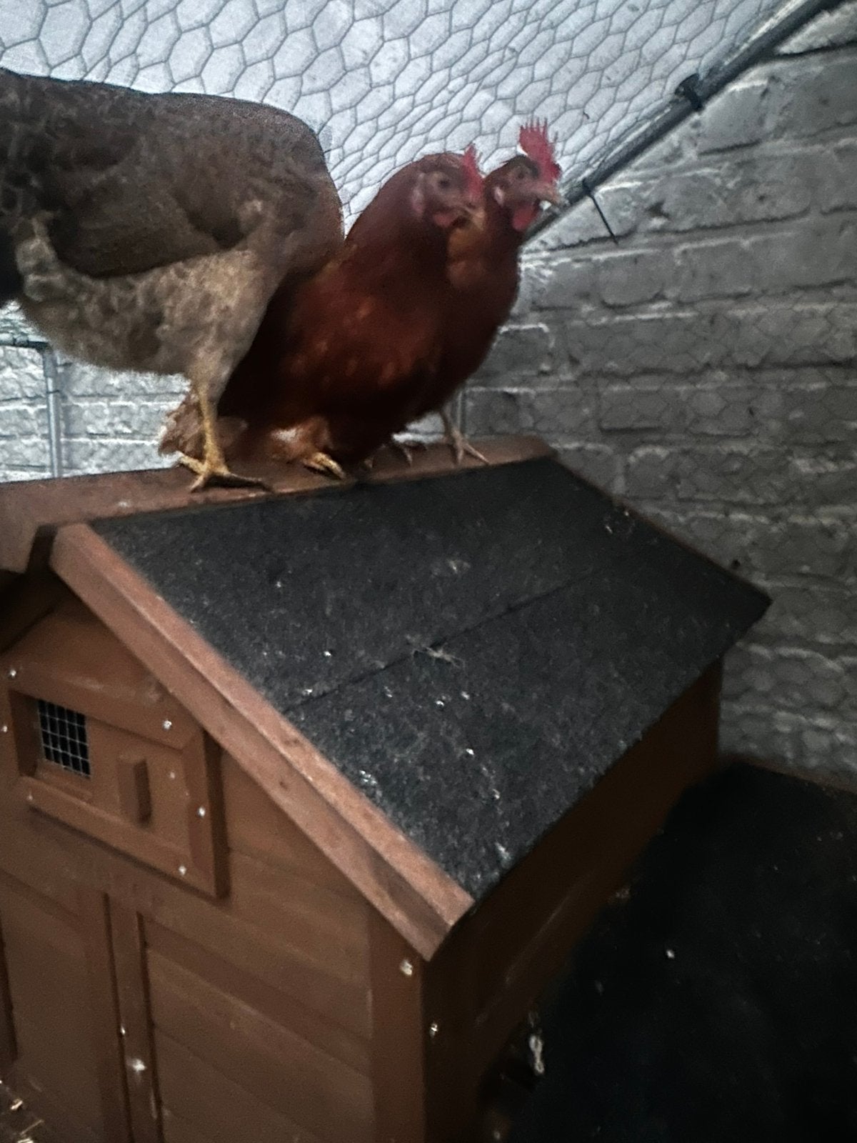 Poules pondeuses avec abris, Femelle, Poule ou poulet