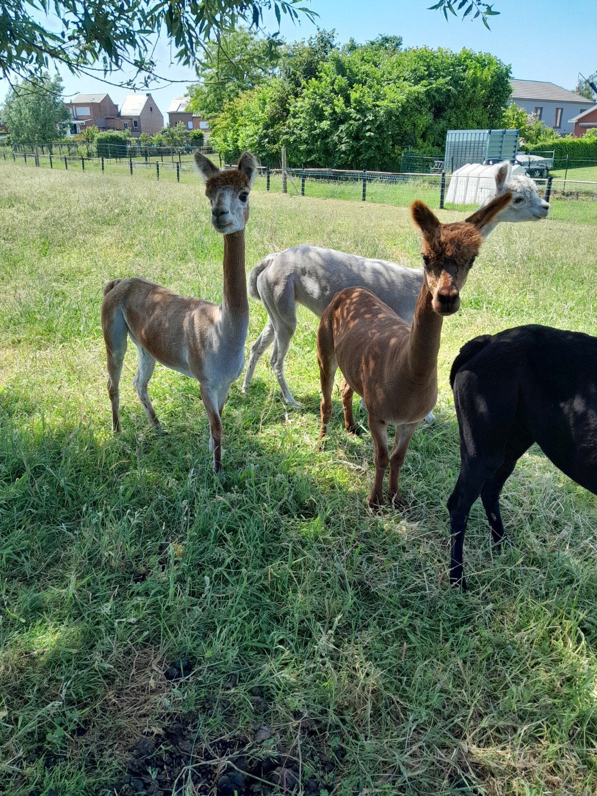Alpaca  merries .., Dieren en Toebehoren, Maart, Vrouwelijk