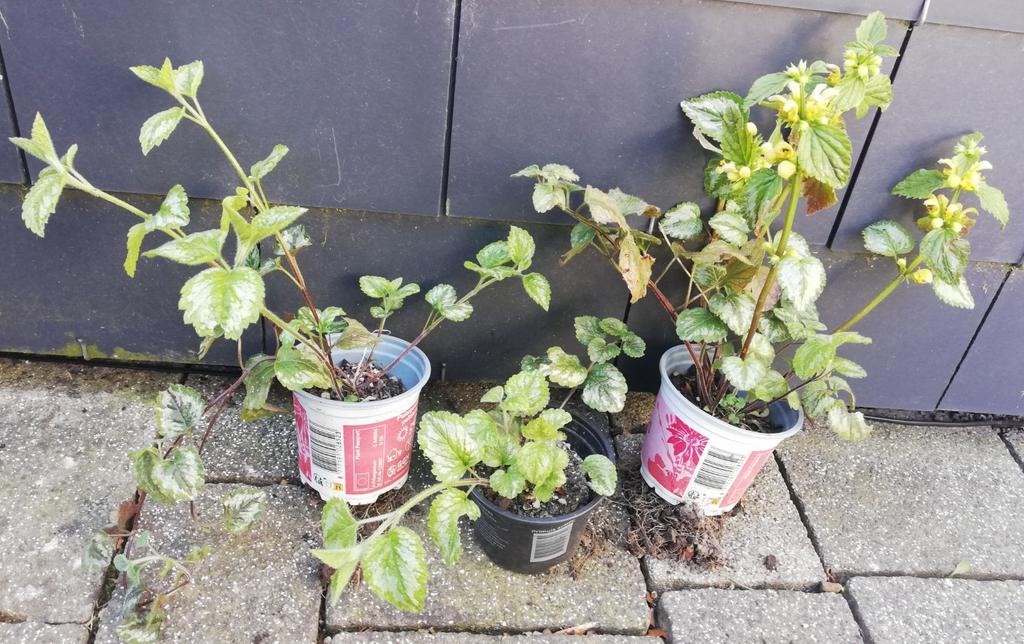 Echange ou vend lamier jaune, Printemps, Couvre-sol, Enlèvement, Plante fixe