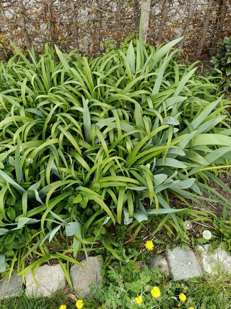 Daglelie dubbel, Tuin en Terras, Planten | Tuinplanten, Volle zon, Vaste plant, Zomer, Ophalen