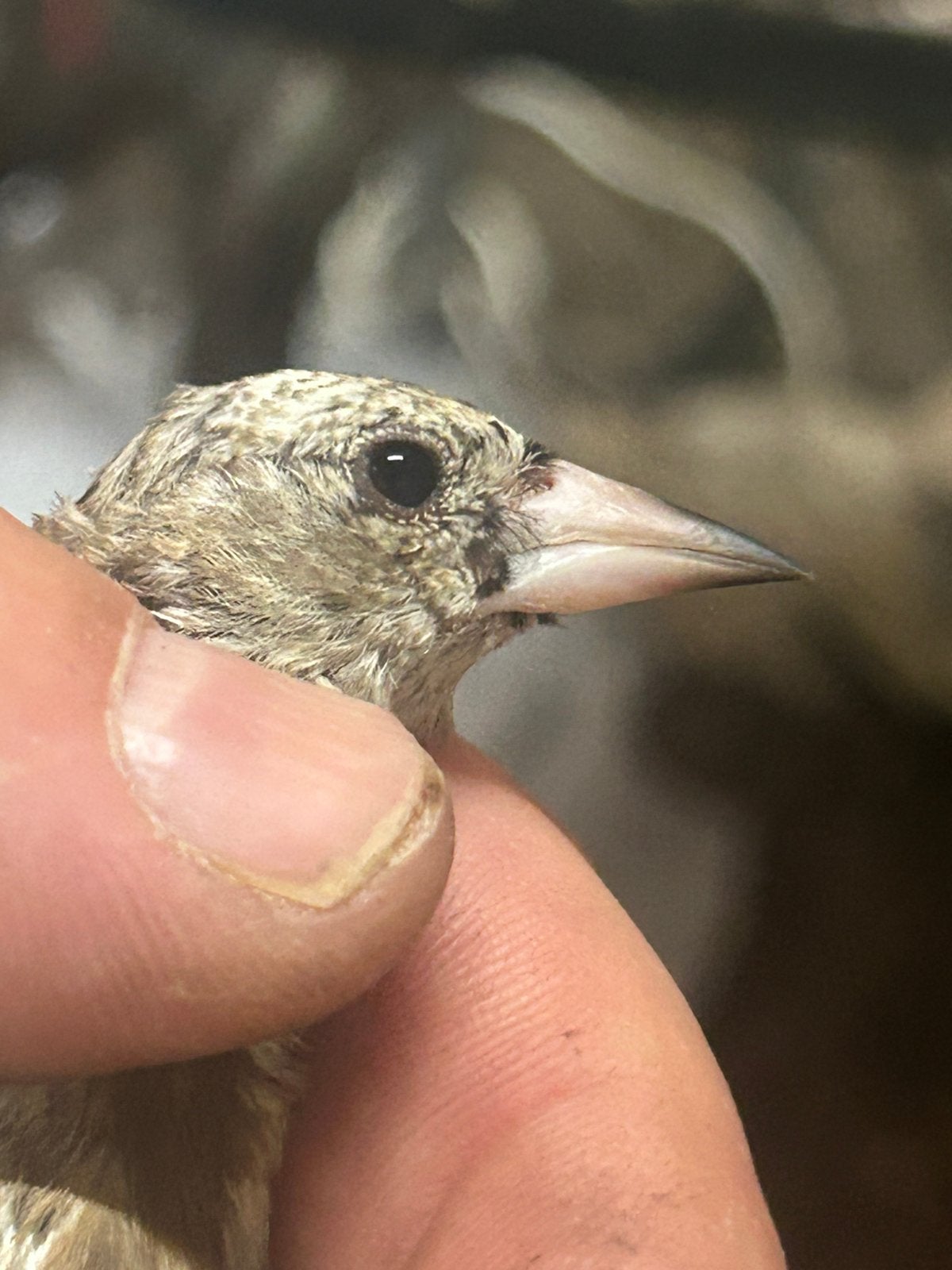 jeune parva, Dieren en Toebehoren, Vogels | Overige Vogels, Mannelijk, Wildzangvogel, Tam