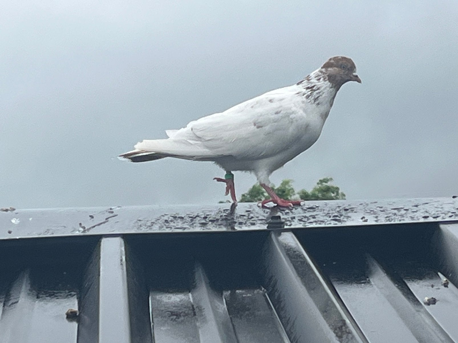 Pakistaanse hoogvlieger doffer, Dieren en Toebehoren, Mannelijk, Overige soorten