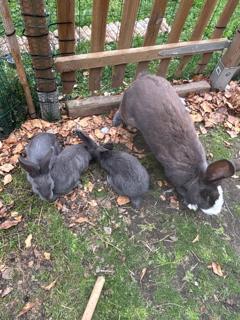 Vlaamse reuzen, Plusieurs animaux, Grand, 0 à 2 ans
