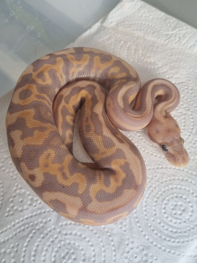 1.0 banana leopard spotnose od (bp) het clown 66% het pied