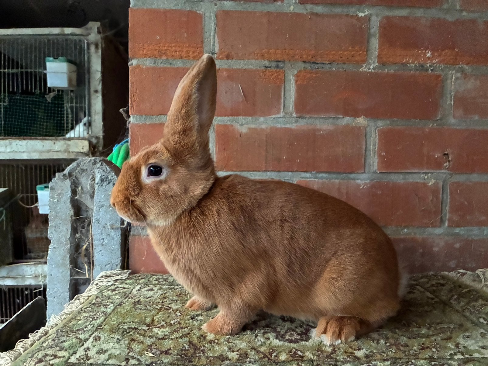 Vaal van bourgondie konijnen voedsters, Dieren en Toebehoren