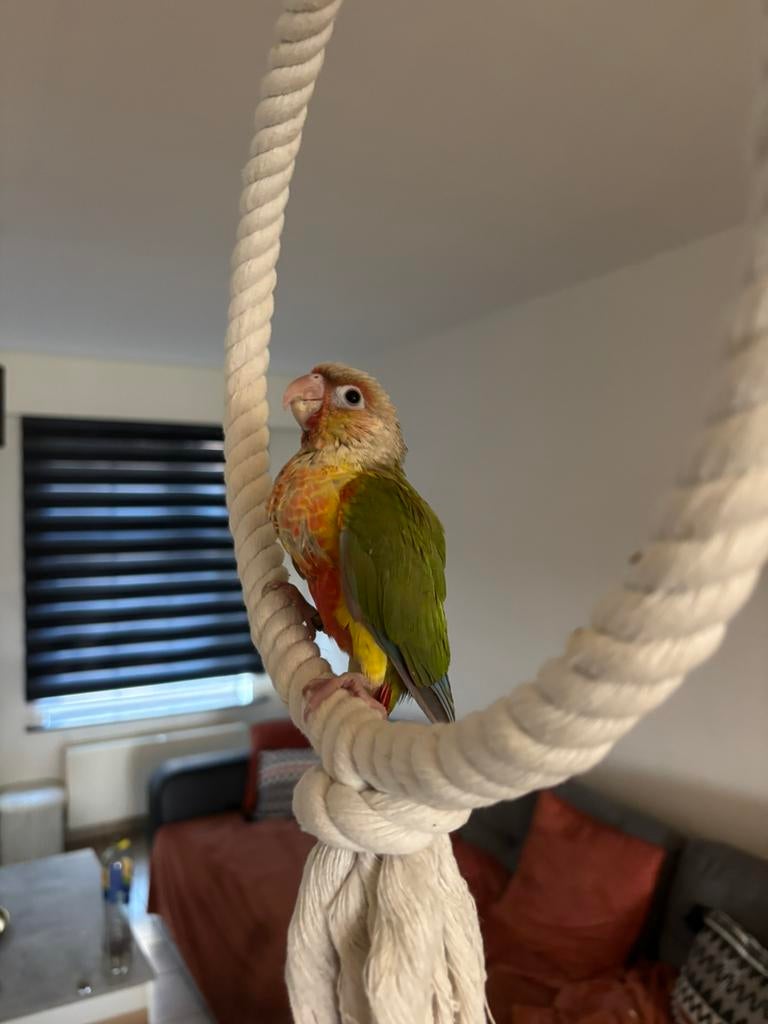 Handtamme pyrrhura pineapple, Dieren en Toebehoren