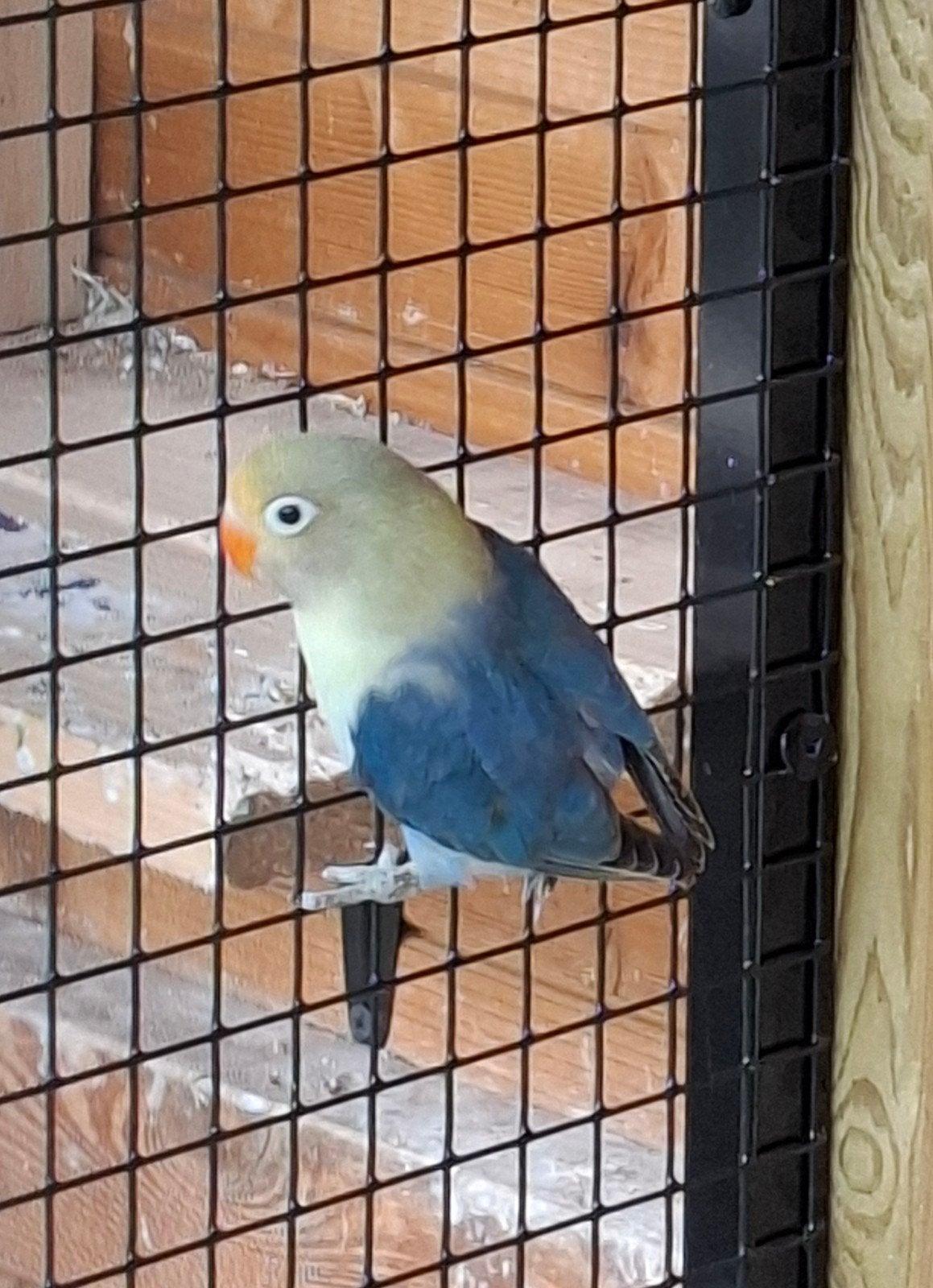 Dwergpapegaai agapornis fisherie, Plusieurs animaux, Perroquet nain ou Inséparable, Bagué