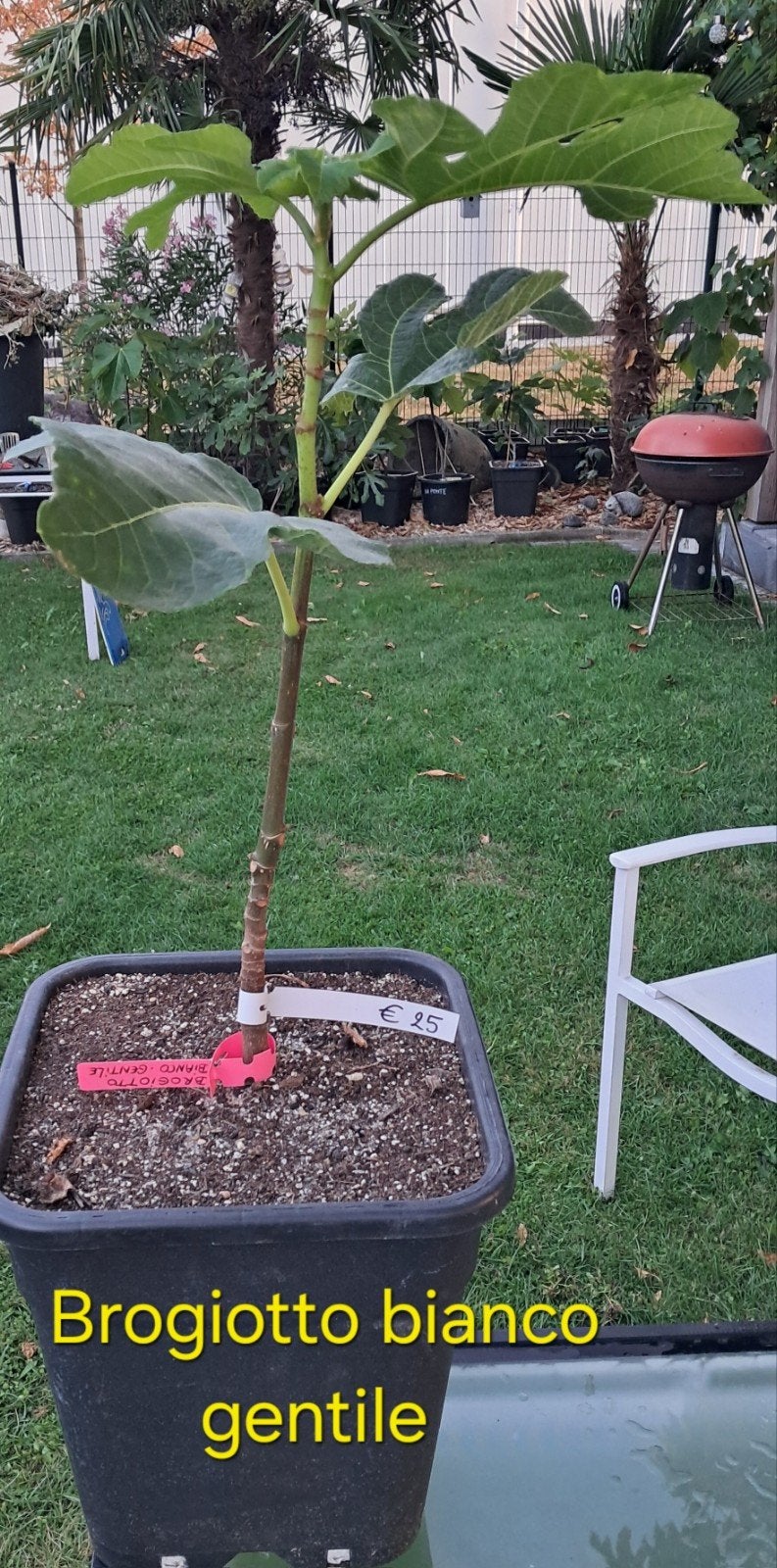 Brogiotto bianco gentile vijgenboom, Tuin en Terras, Planten | Bomen, Ophalen