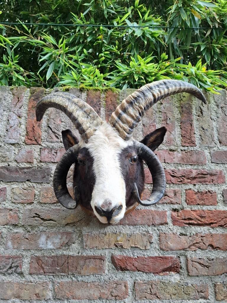 Tête ancienne de mouton Jacobs, taxidermie en peluche, curio, Enlèvement, Animal sauvage, Bois ou Tête