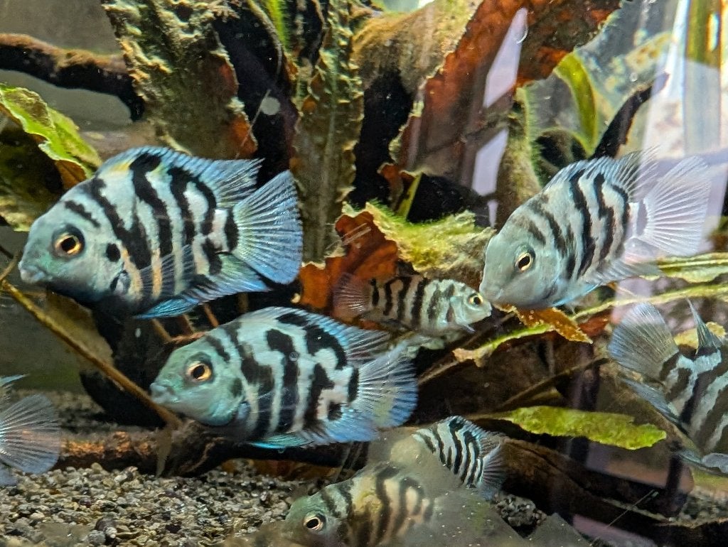 Polar blue cichlide, Dieren en Toebehoren, Vis, Zoetwatervis