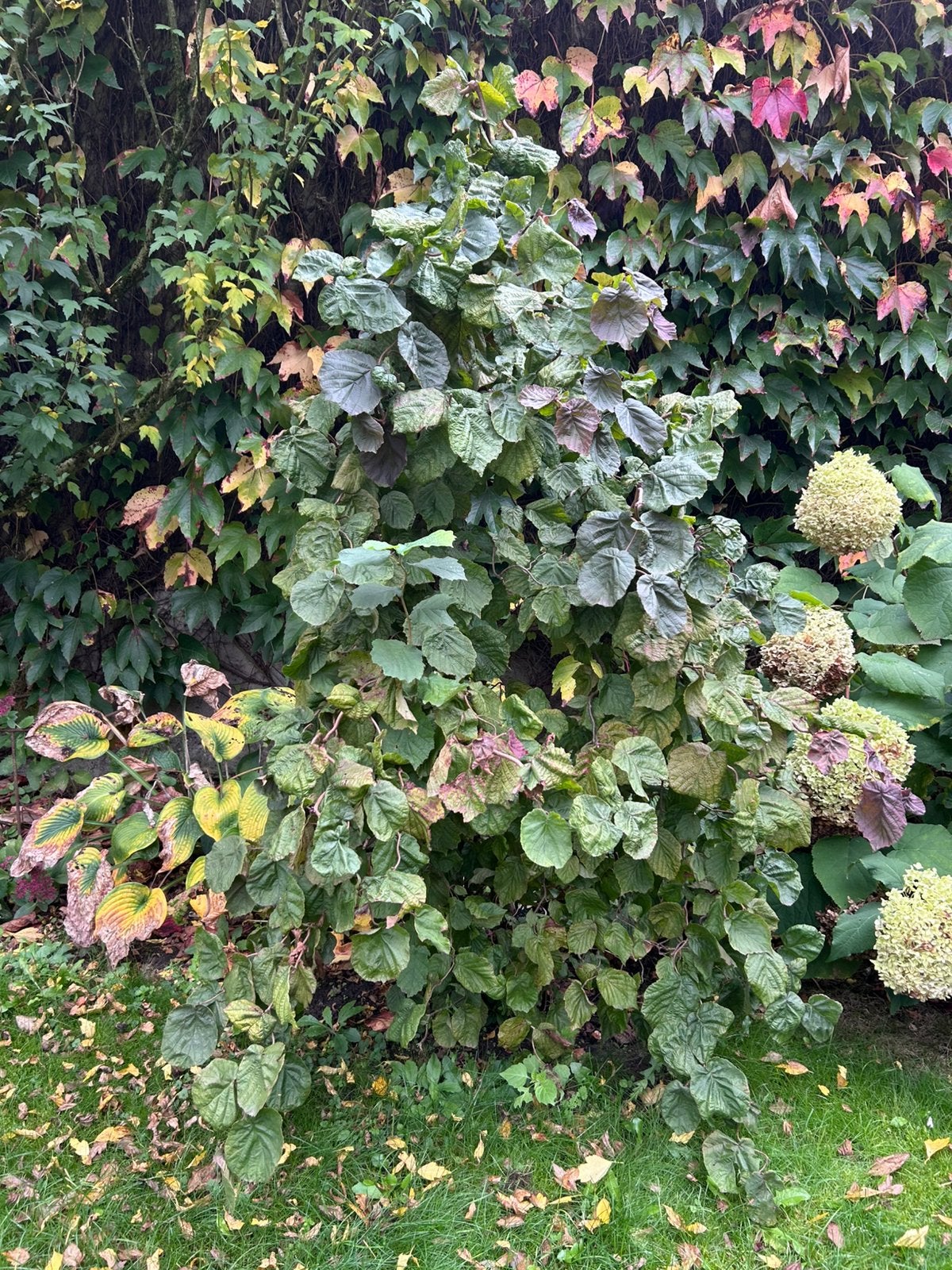 Krulhazelaar, Tuin en Terras, Ophalen, Struik, 100 tot 250 cm