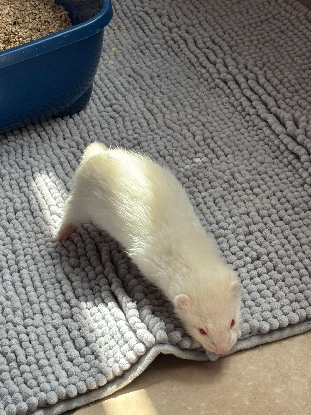 Fretje albino, Dieren en Toebehoren, Knaagdieren, Fret, Vrouwelijk, Mei, Tam