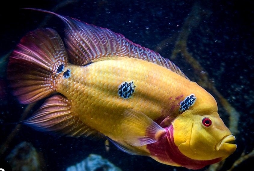 Trimaculatus cichliden