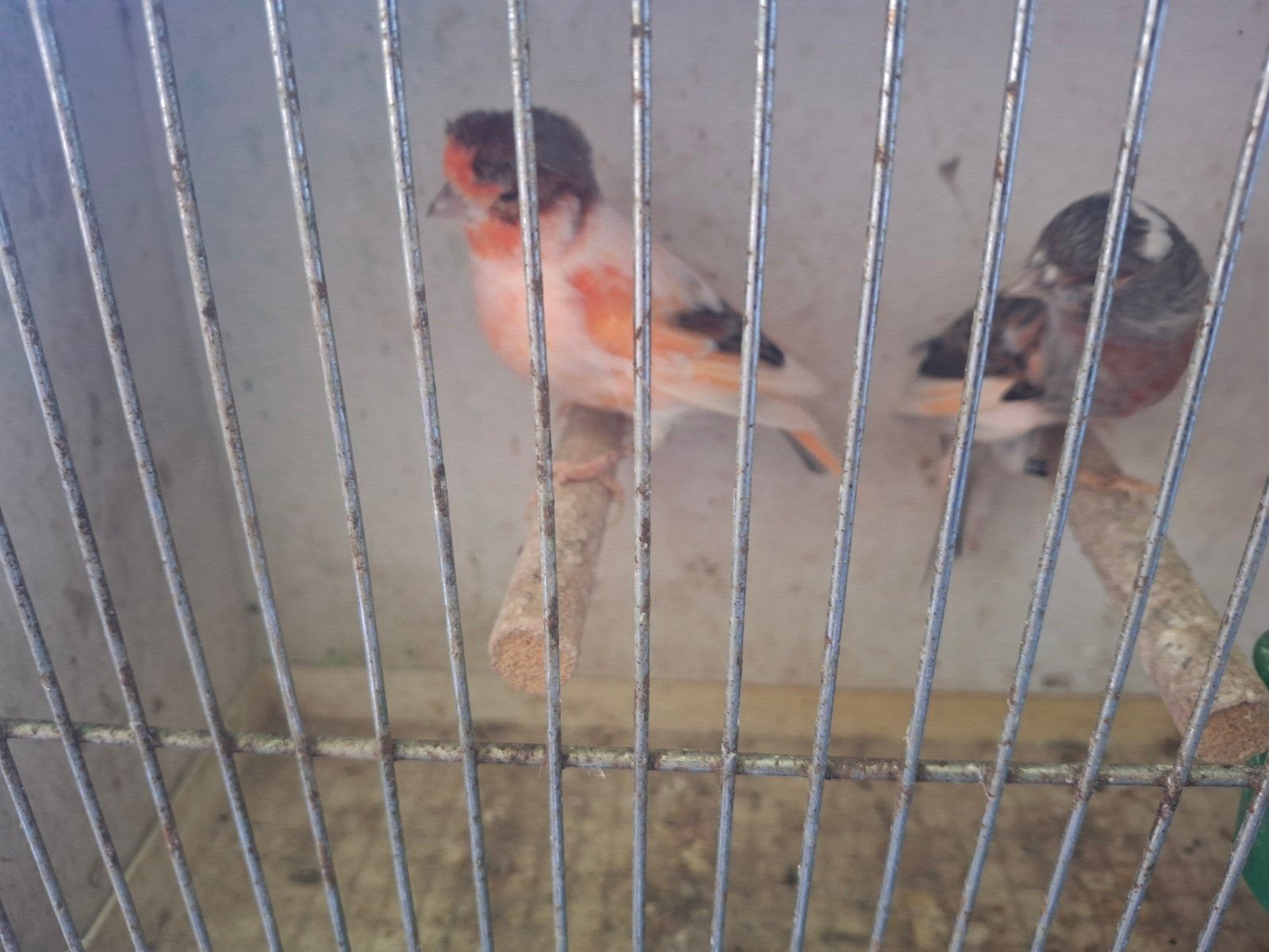 mooi koppel harlekijnen te koop, Meerdere dieren, Postuurkanarie