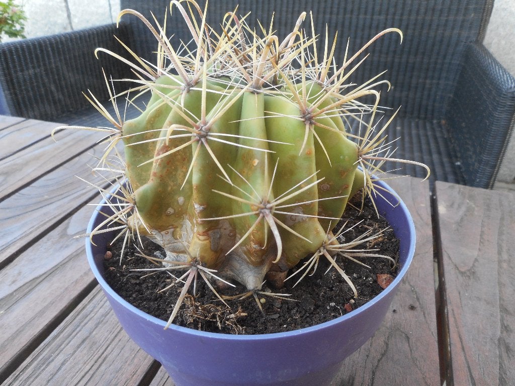 planten, Ophalen of Verzenden, Vaste plant, Overige soorten, Volle zon