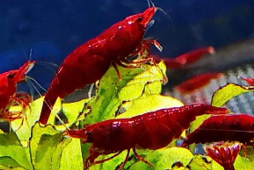 Bloody Mary Garnaal - Diep Intens Rood - Taiwan, Homard, Crabe ou Crevette, Poisson d'eau douce, Banc de poissons