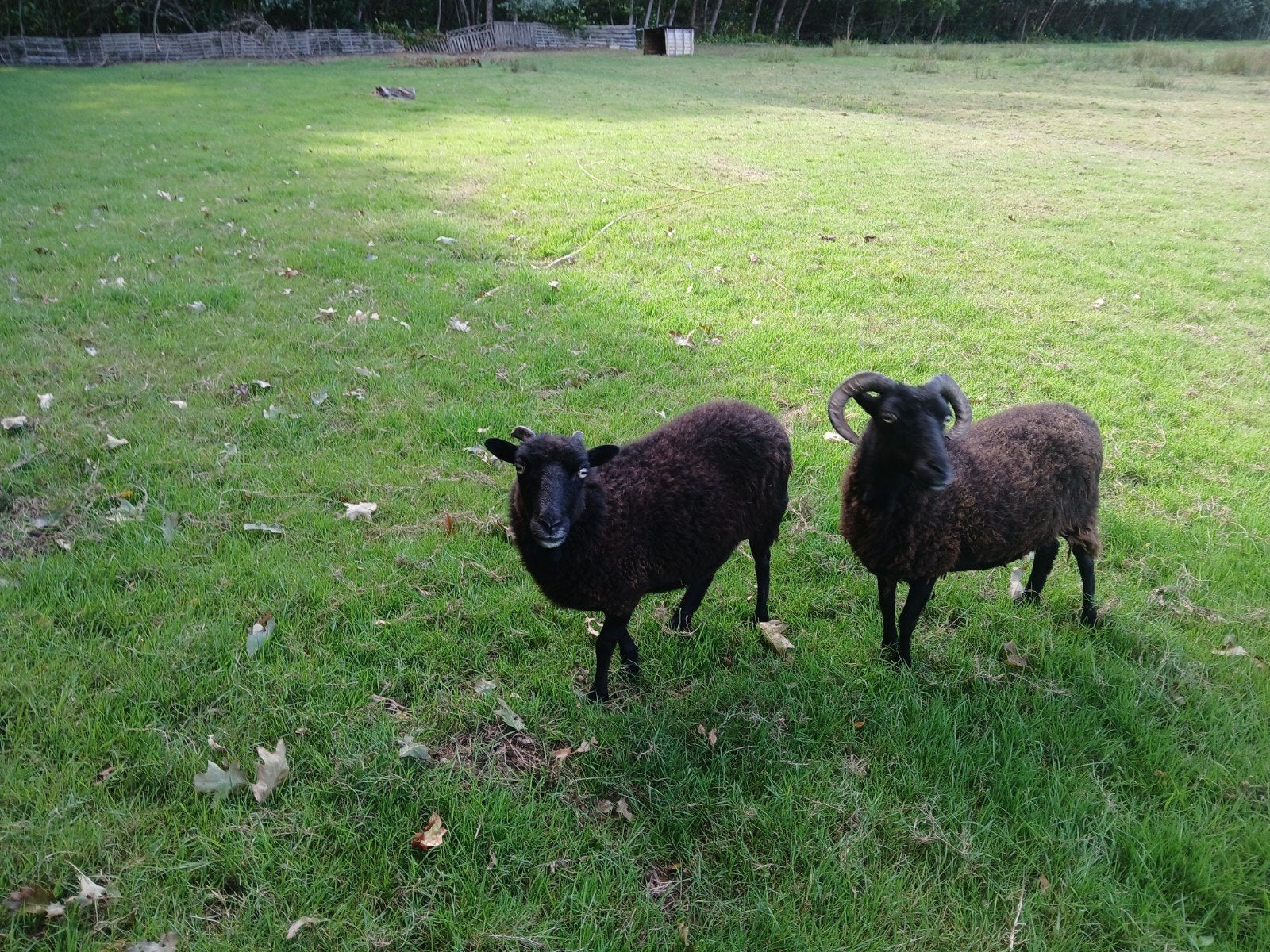 Twee ooien, Dieren en Toebehoren, Schapen, Geiten en Varkens