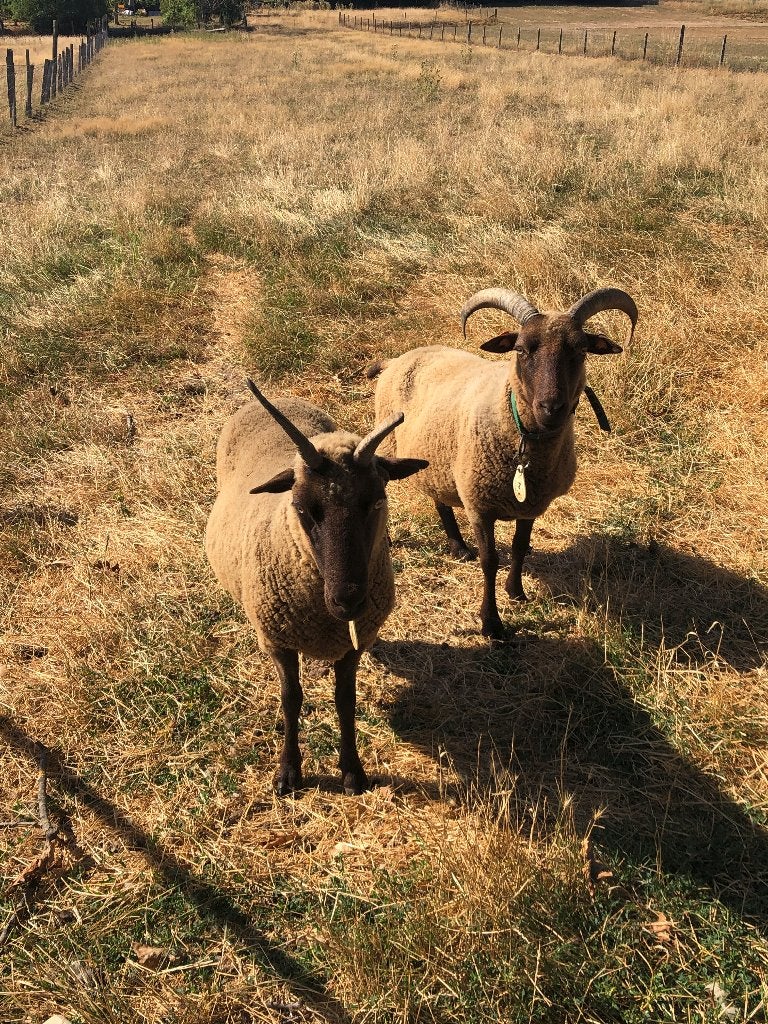 Te koop: Schapen, Vrouwelijk, Schaap, 3 tot 5 jaar